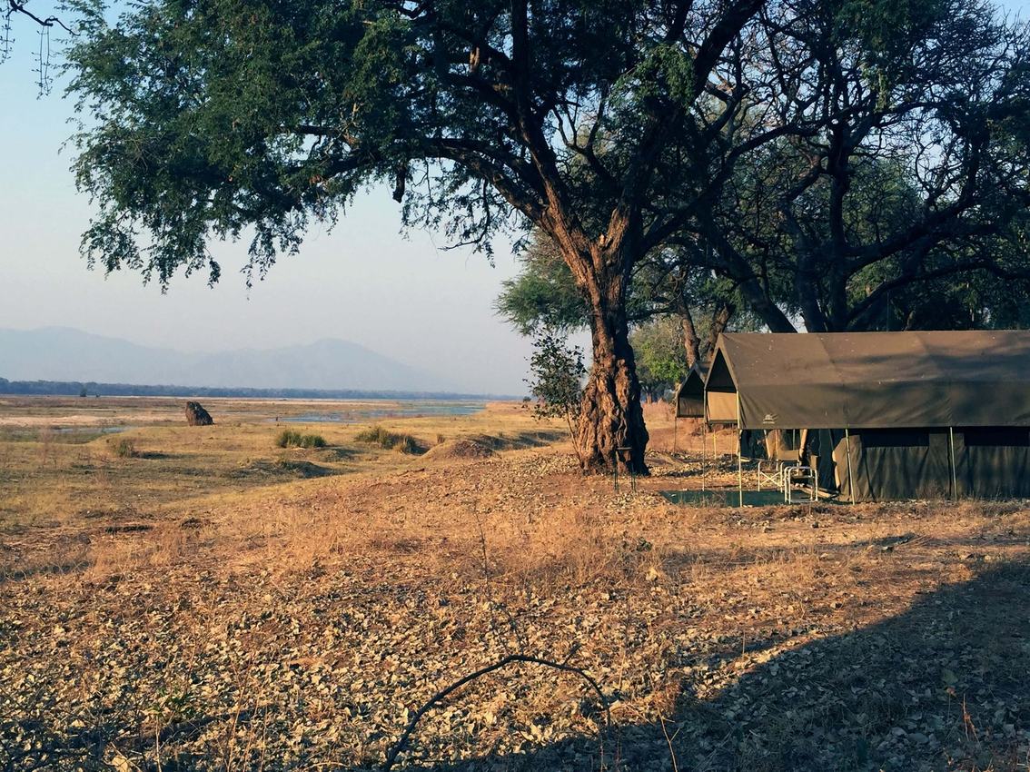 Canvas tents nestled under trees on the floodplain at Camp Mana, Mana Pools.