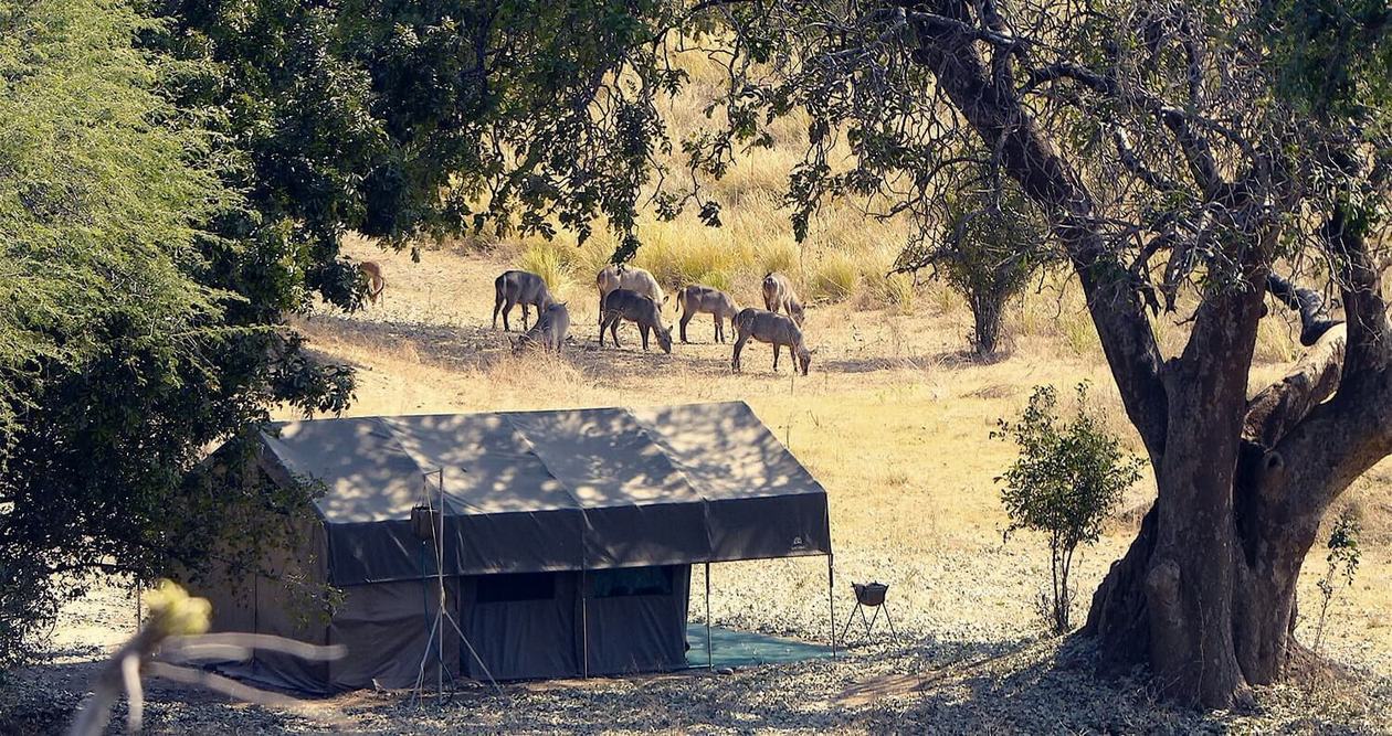 Tent with a thatched roof shaded by trees at Camp Mana.