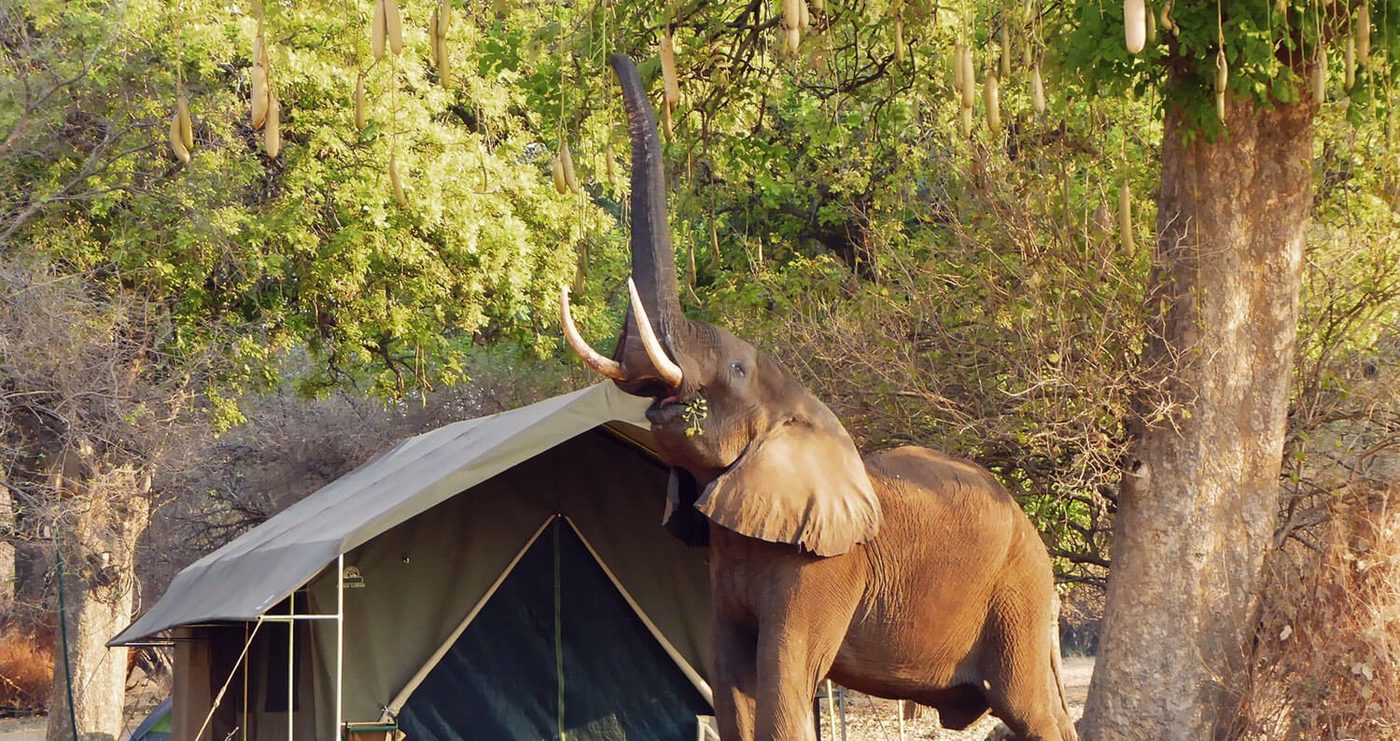 Elephant reaching into a tree right beside a guest tent at Camp Mana.