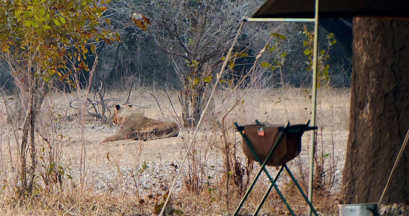 Lion resting near the campfire pit at Camp Mana.
