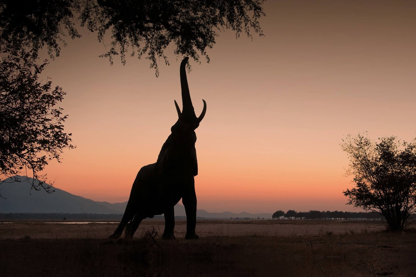 Elephant silhouette rearing up against an orange sunset near Camp Mana.