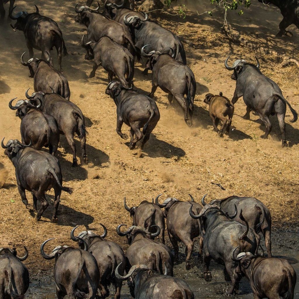 Buffalo herd kicking up dust near Chitake Mobile Camp at Chitake Springs