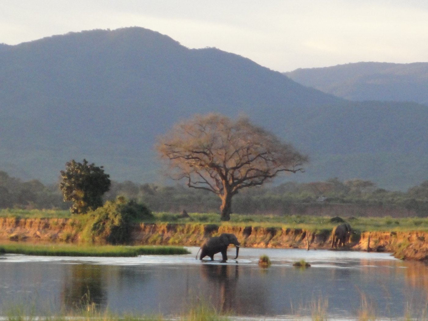 An elephant wading a Zambezi channel below the escarpment on the Mana Pools river frontage