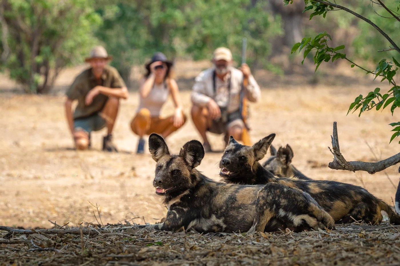 Guests on a walking safari watching wild dogs at John's Camp.