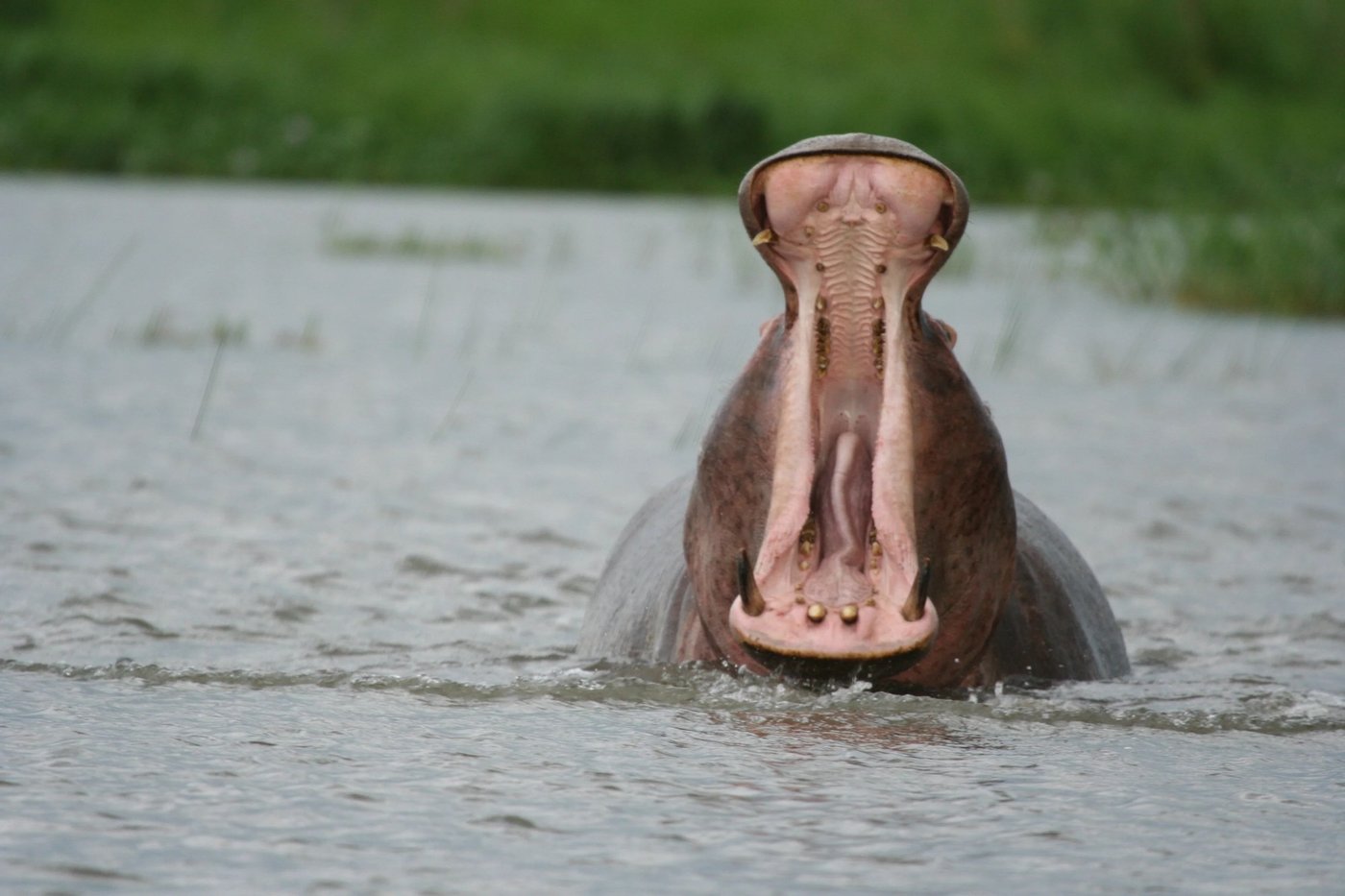 Hippo yawning widely in the Zambezi shallows near John's Camp.