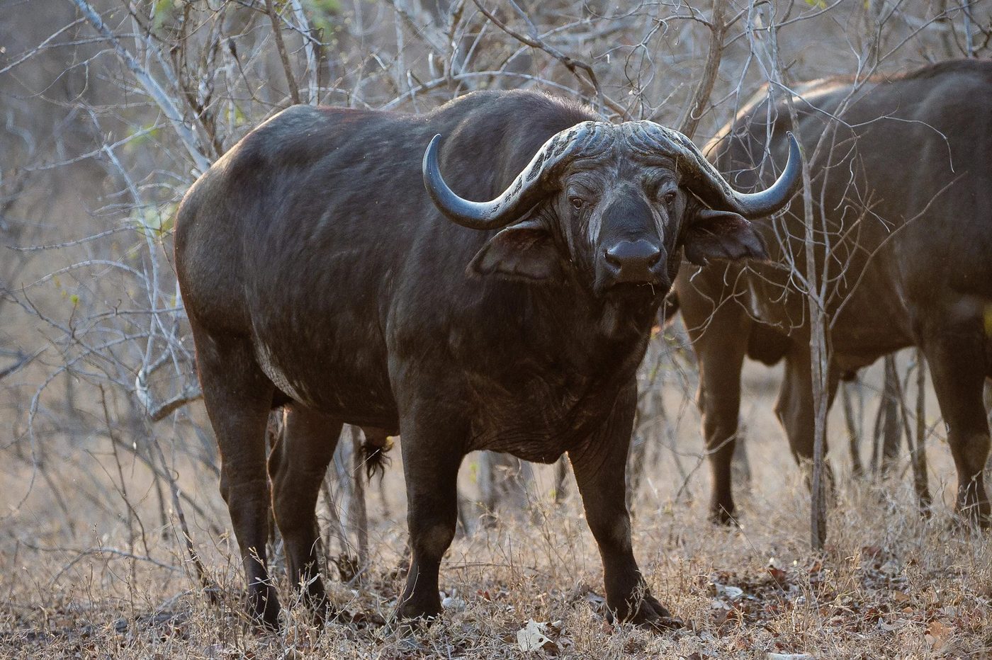 Pair of buffalo bulls standing close together near John's Camp.