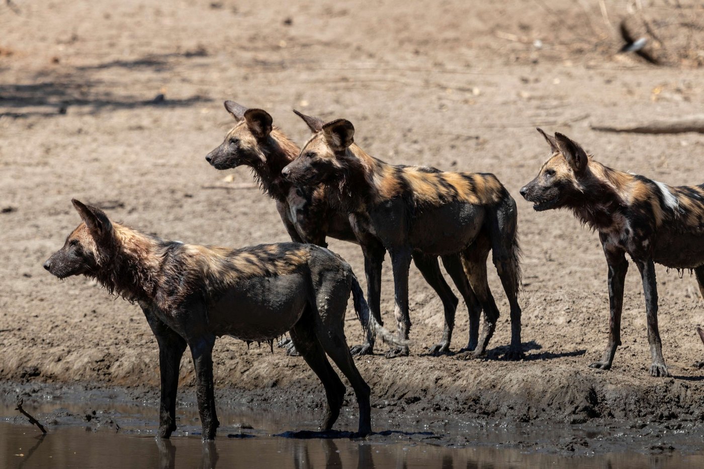 Pack of wild dogs gathered at the pan at Kanga Expeditions.