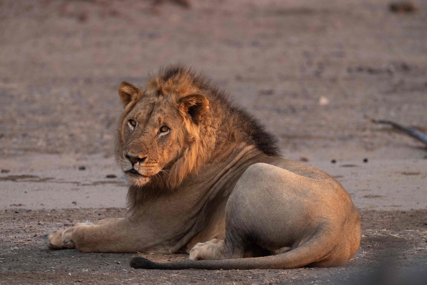 Lion resting in late afternoon light near Kanga Expeditions.