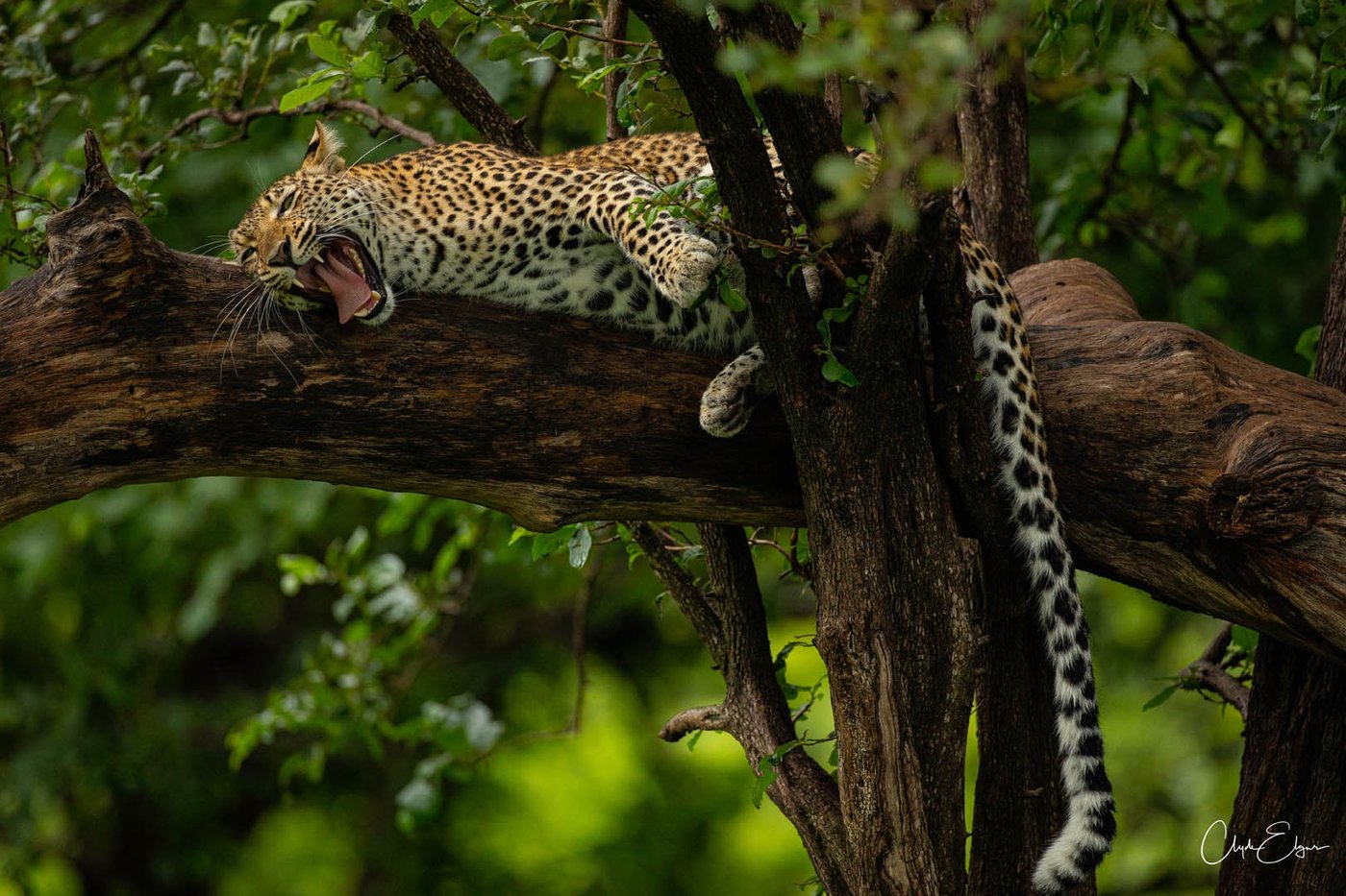 Leopard resting in a tree along a game trail near Kavinga Safari Camp.