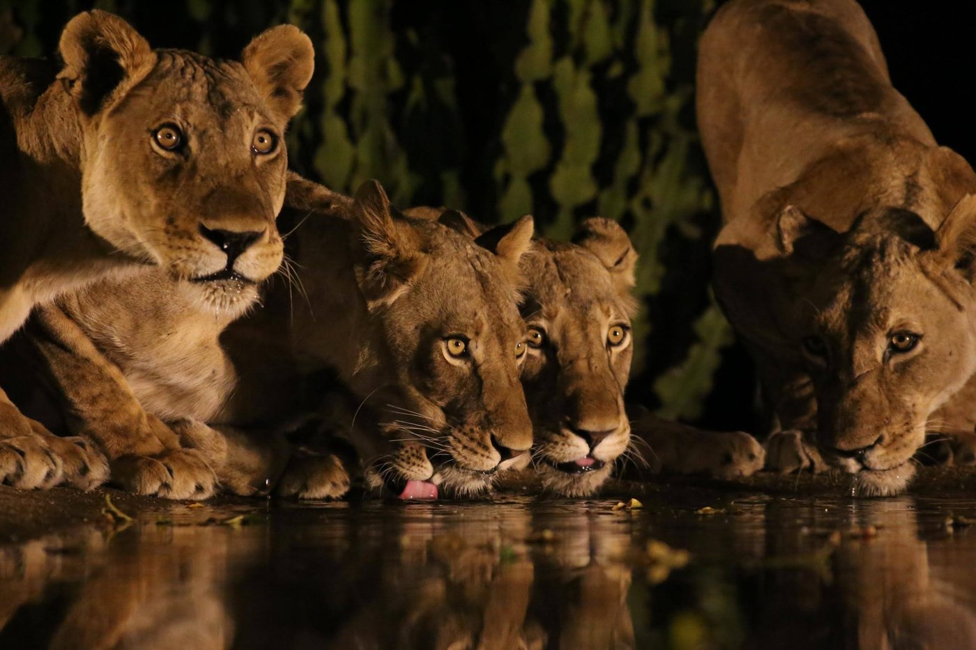 Lion pride drinking together at a waterhole near Kavinga Safari Camp.