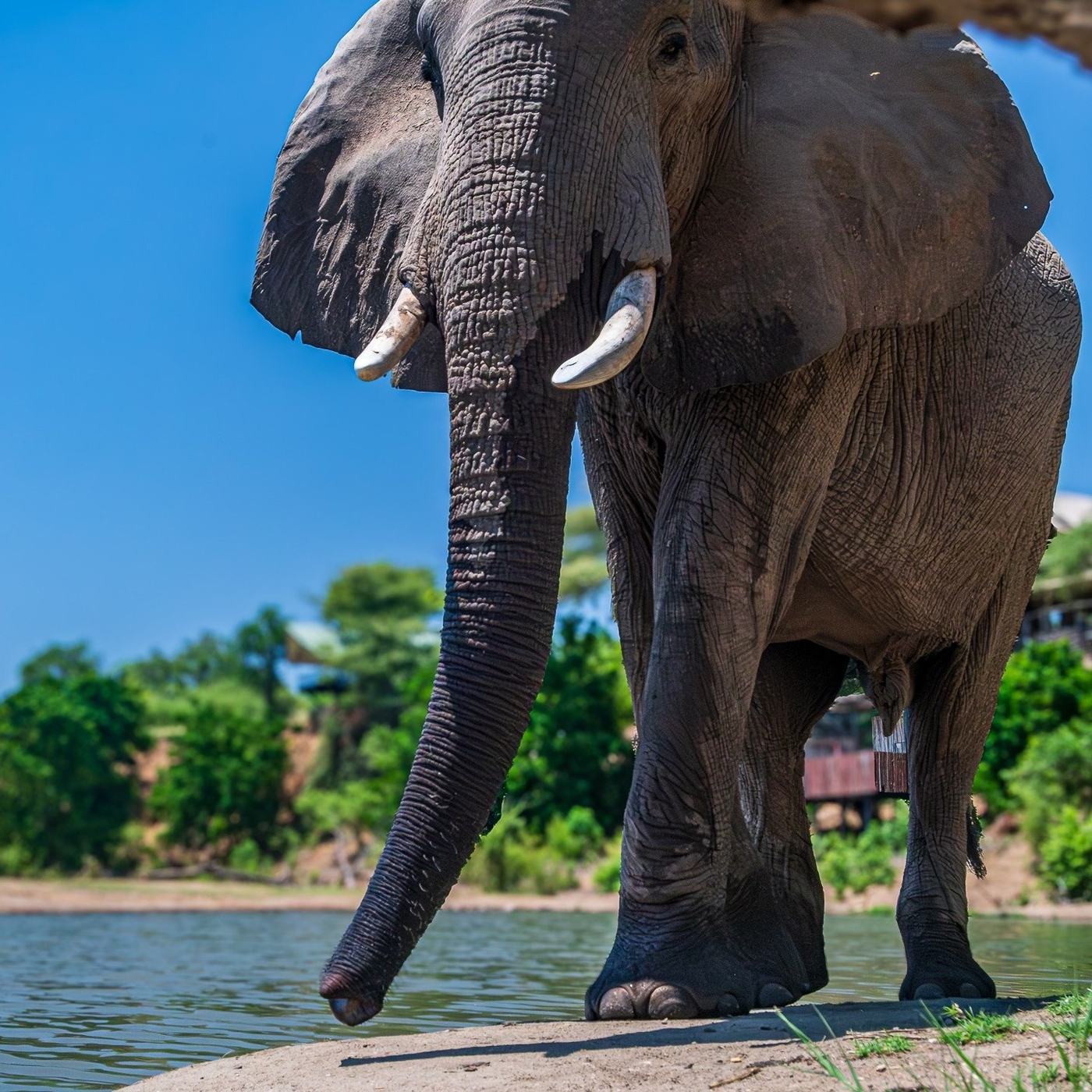 Elephant drinking from the river with long tusks near Kavinga Safari Camp.