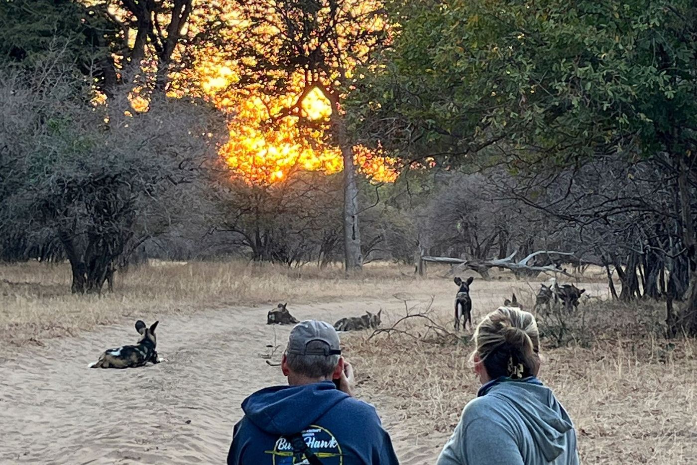 Guests watching wild dogs rest at sunset near Little Vundu.