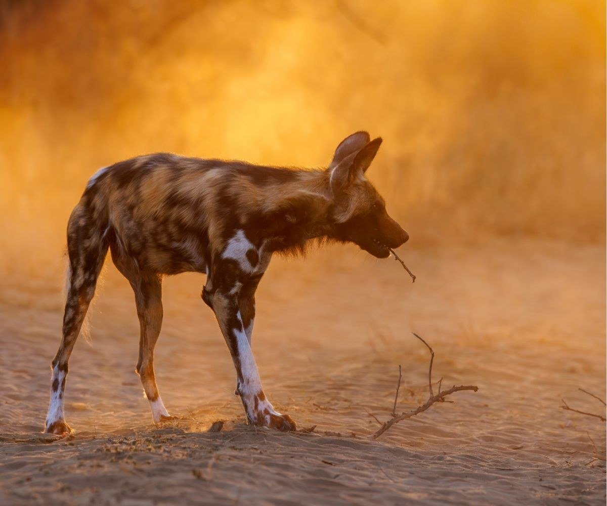 Wild dog standing in golden dust near Little Vundu.