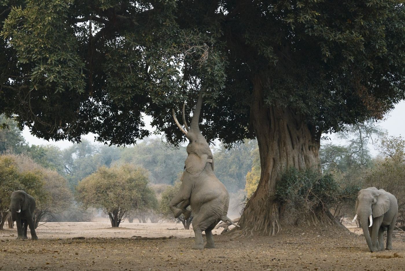 Elephant standing upright to reach winterthorn pods near Nyamatusi Camp.