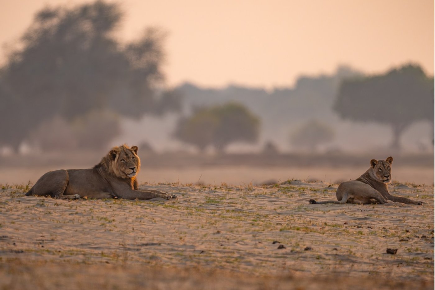 Two lions resting on the open floodplain near Nyamatusi Camp.