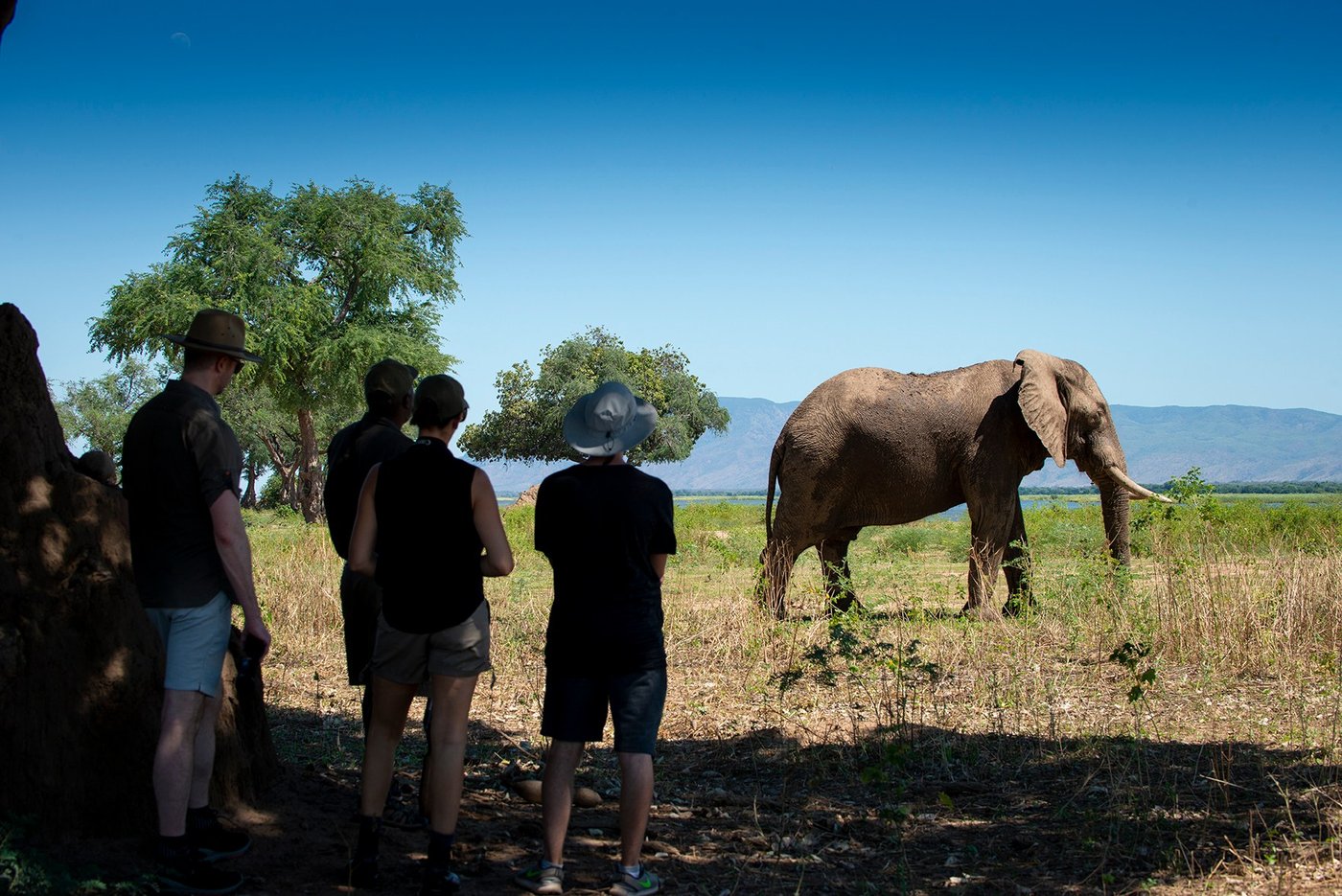 Guests on a walking safari watching an elephant near Nyamatusi Camp.