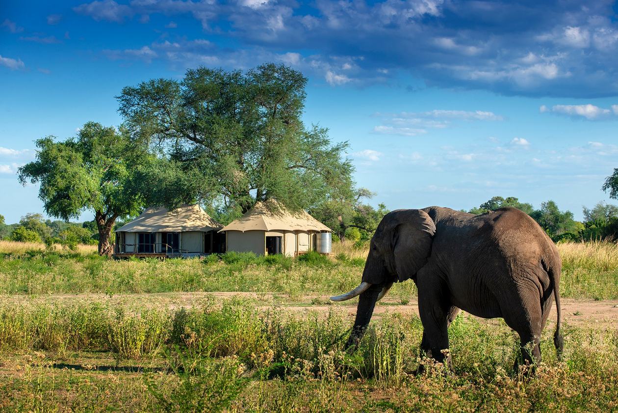 Elephant walking past the thatched suites at Nyamatusi Mahogany, Mana Pools.