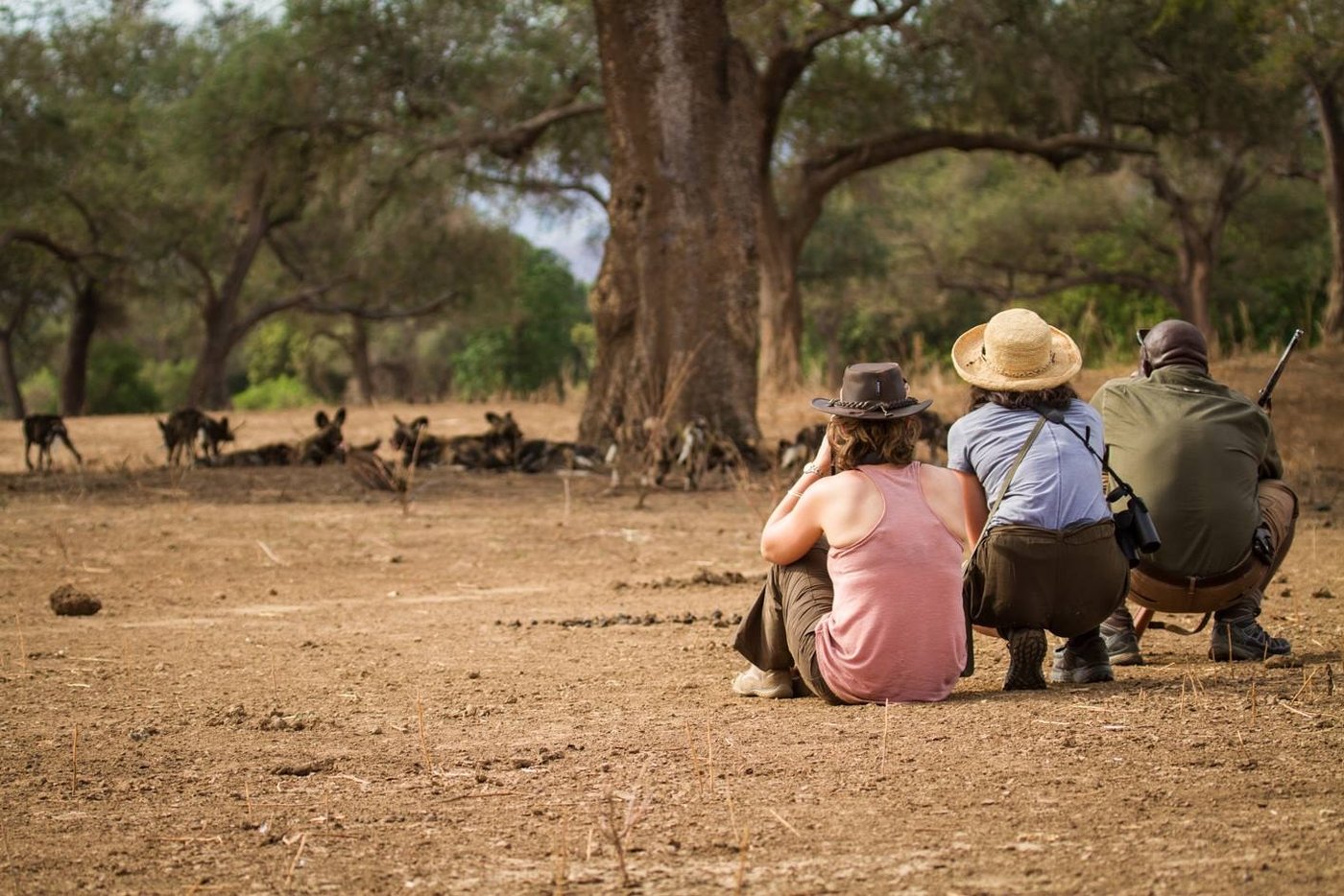 Guests watching a pack of wild dogs on foot at Nyamatusi Mahogany.