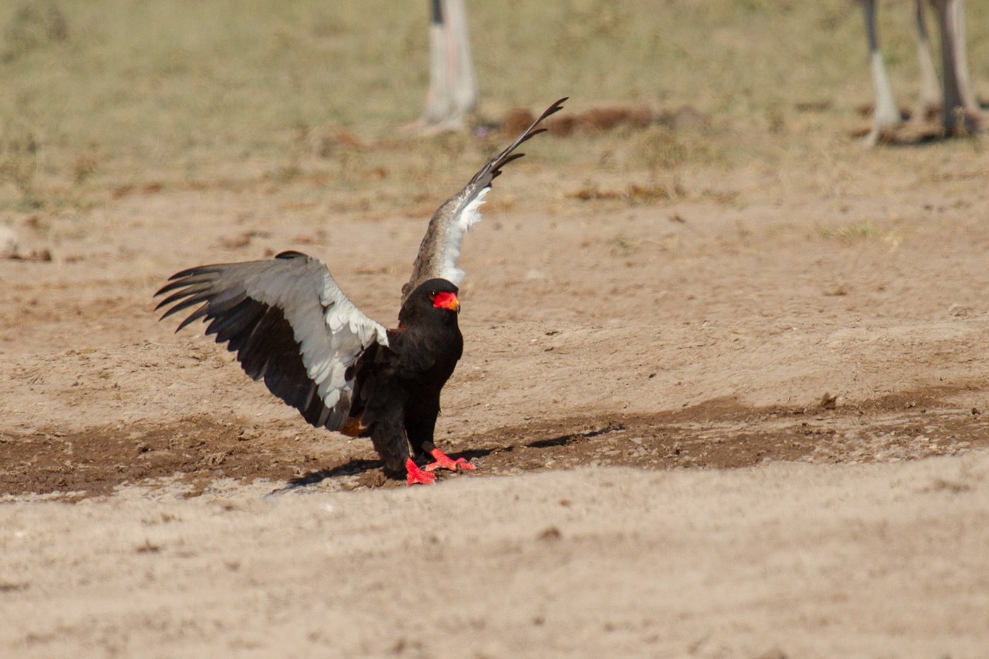Bateleur eagle landing with wings spread near Nyamatusi Mahogany.