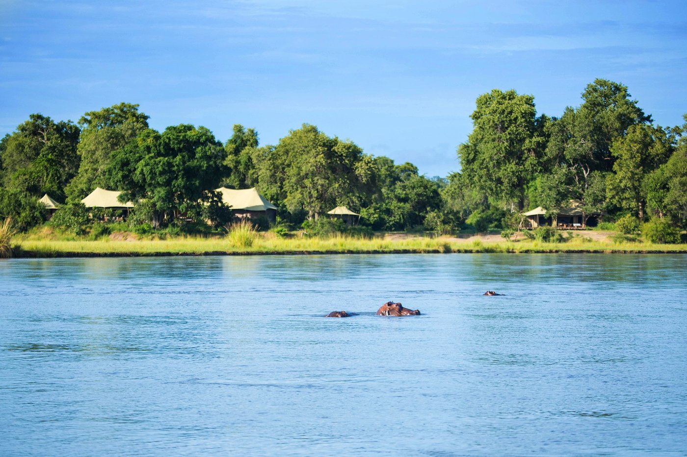 Hippos surfacing in the river in front of Tembo Plains Camp.