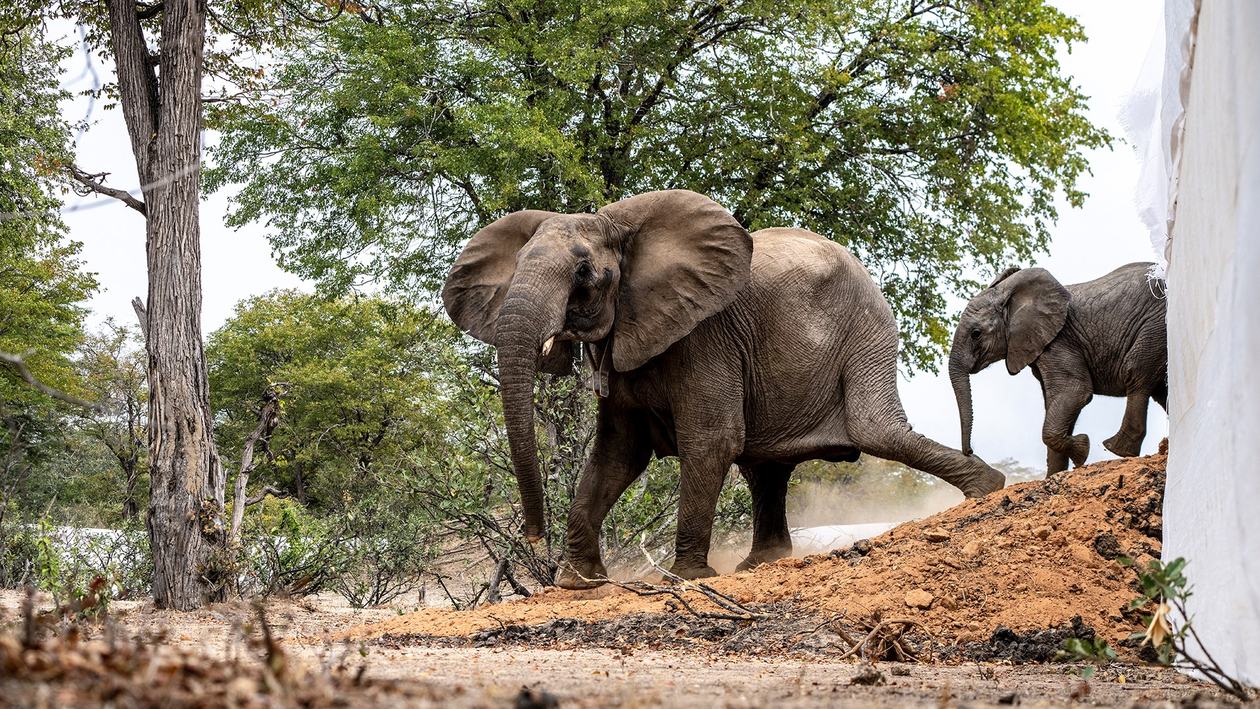 Two elephants standing close together near Tembo Plains Camp.