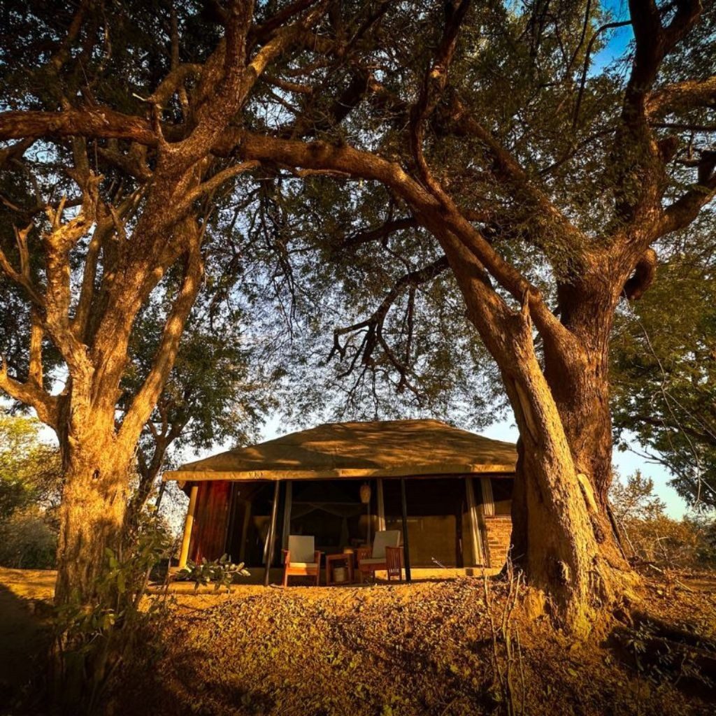 Vundu Camp's thatched tent under riverine trees at golden hour, Mana Pools