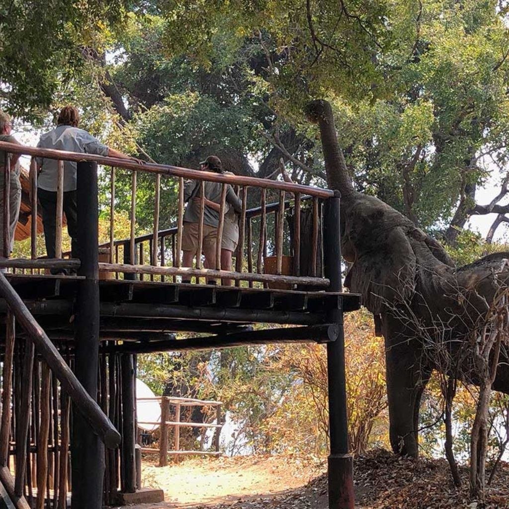Guests on Vundu Camp's raised deck as an elephant feeds beside it