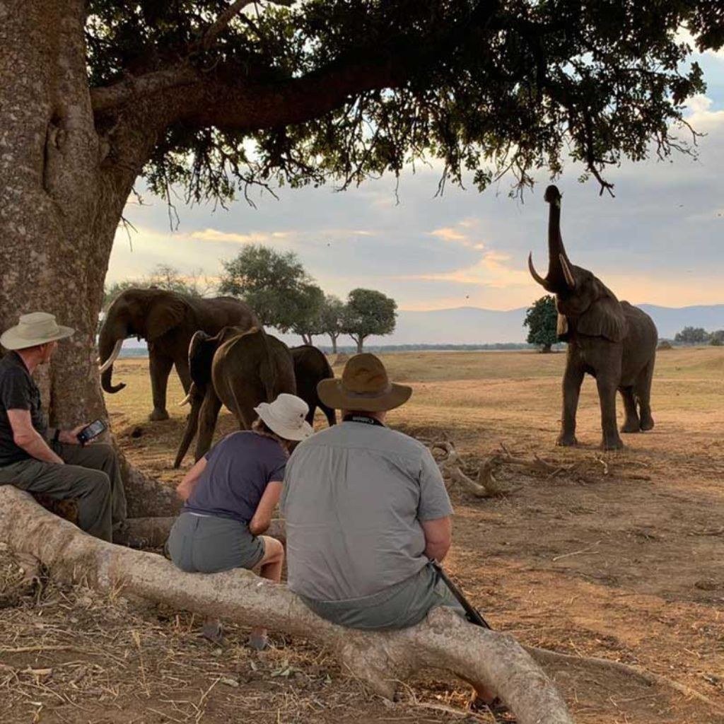 Guests sit beneath a tree watching elephants on a walk from Vundu Camp