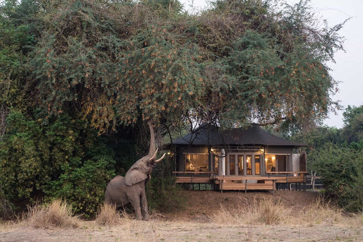 Thatched camp buildings among riverine trees with an elephant passing at Wilderness Chikwenya, Mana Pools.