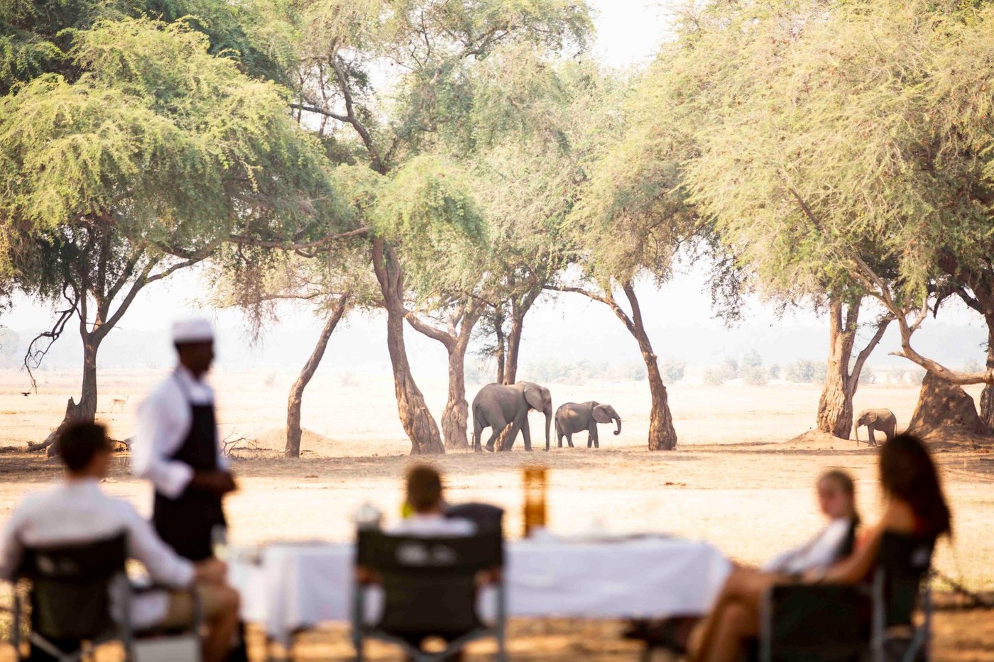 Private dining table under trees with elephants grazing nearby at Wilderness Chikwenya.