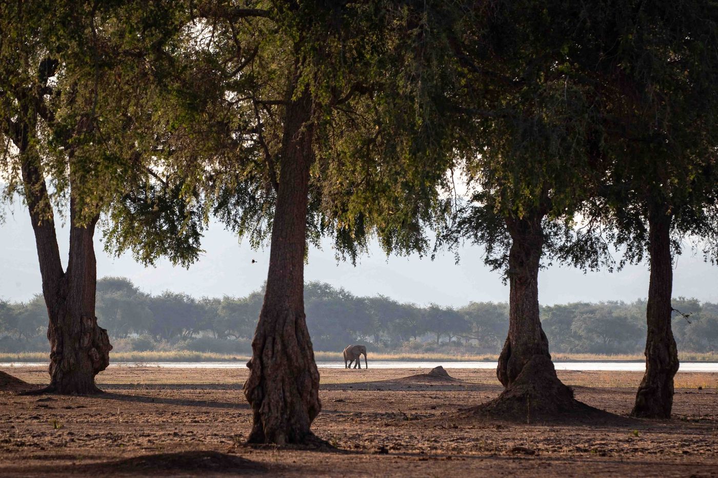 View across the Zambezi floodplain through trees at Wilderness Chikwenya.