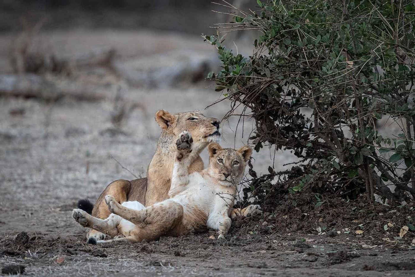 Two lions resting in the shade near Wilderness Chikwenya.