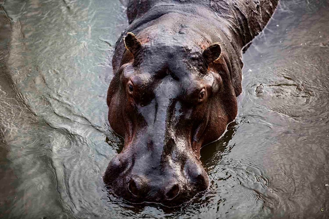 Hippo surfacing in the Zambezi River near Wilderness Chikwenya.