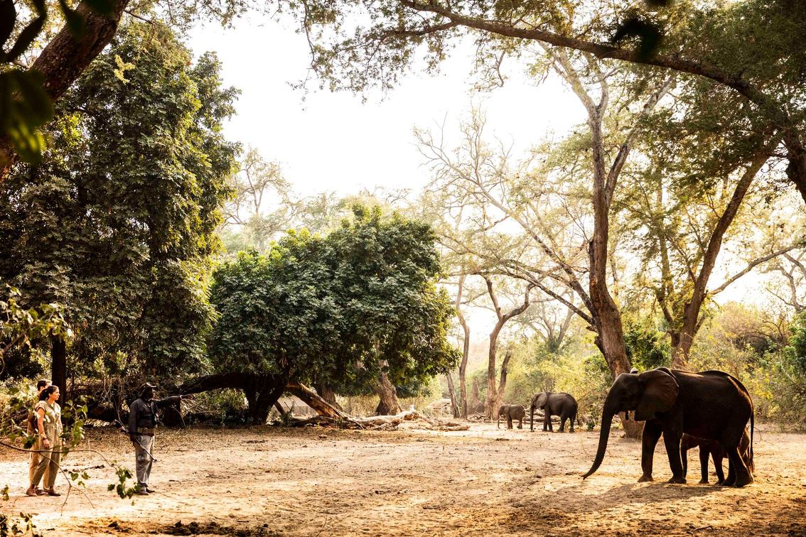 Guides lead guests on a walk past elephants near Wilderness Little Ruckomechi in Mana Pools.