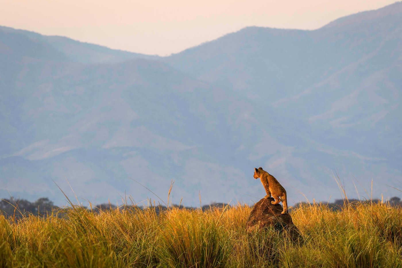 Lion resting on a termite mound below distant mountains at Wilderness Little Ruckomechi.