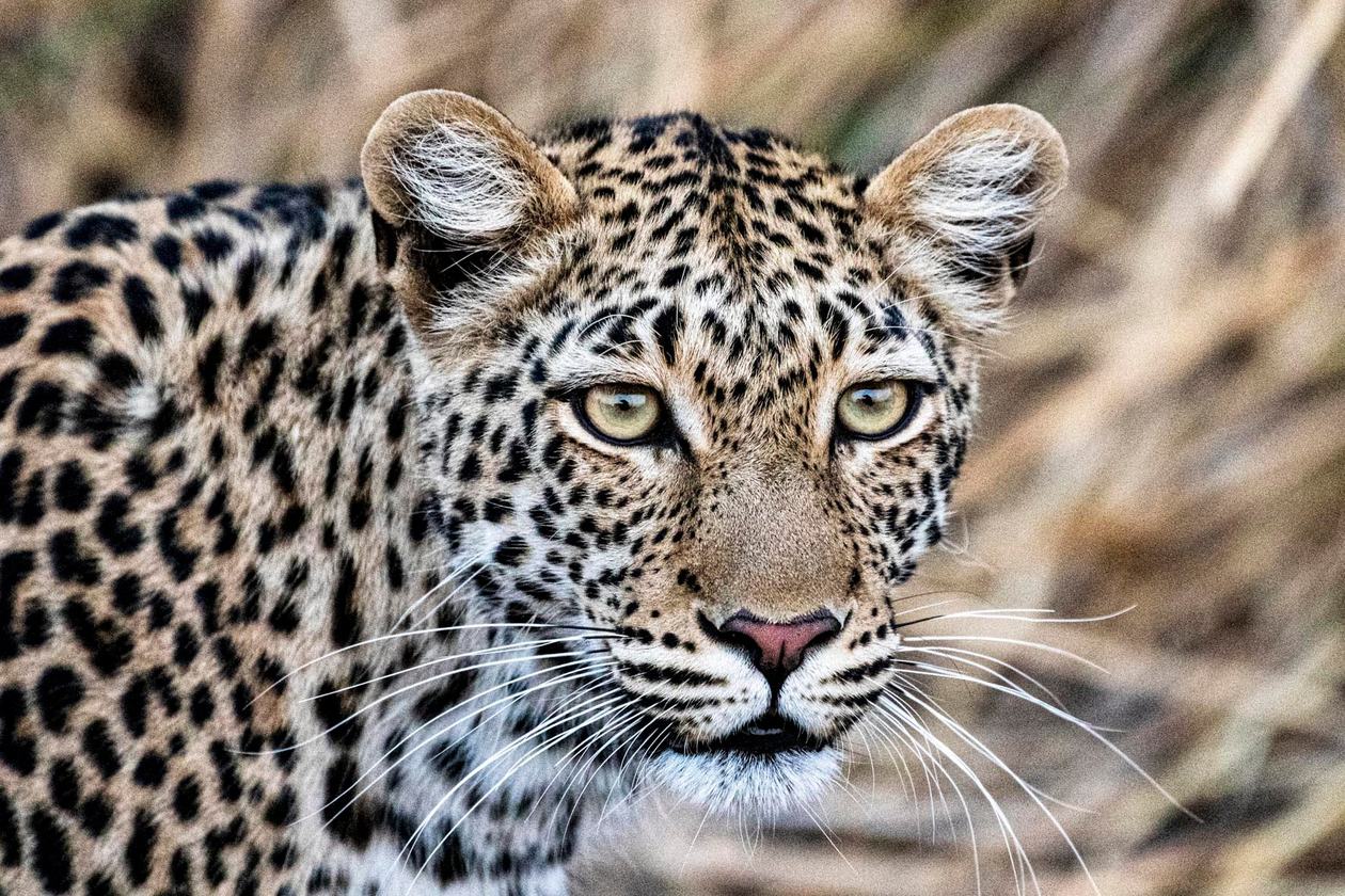 Leopard portrait among dry grass near Wilderness Little Ruckomechi.