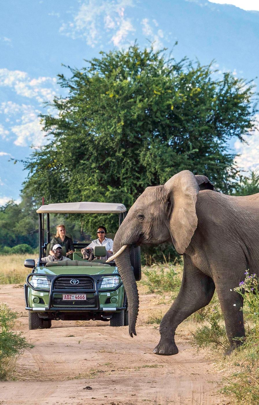 Elephant approaching an open game drive vehicle at Wilderness Little Ruckomechi.