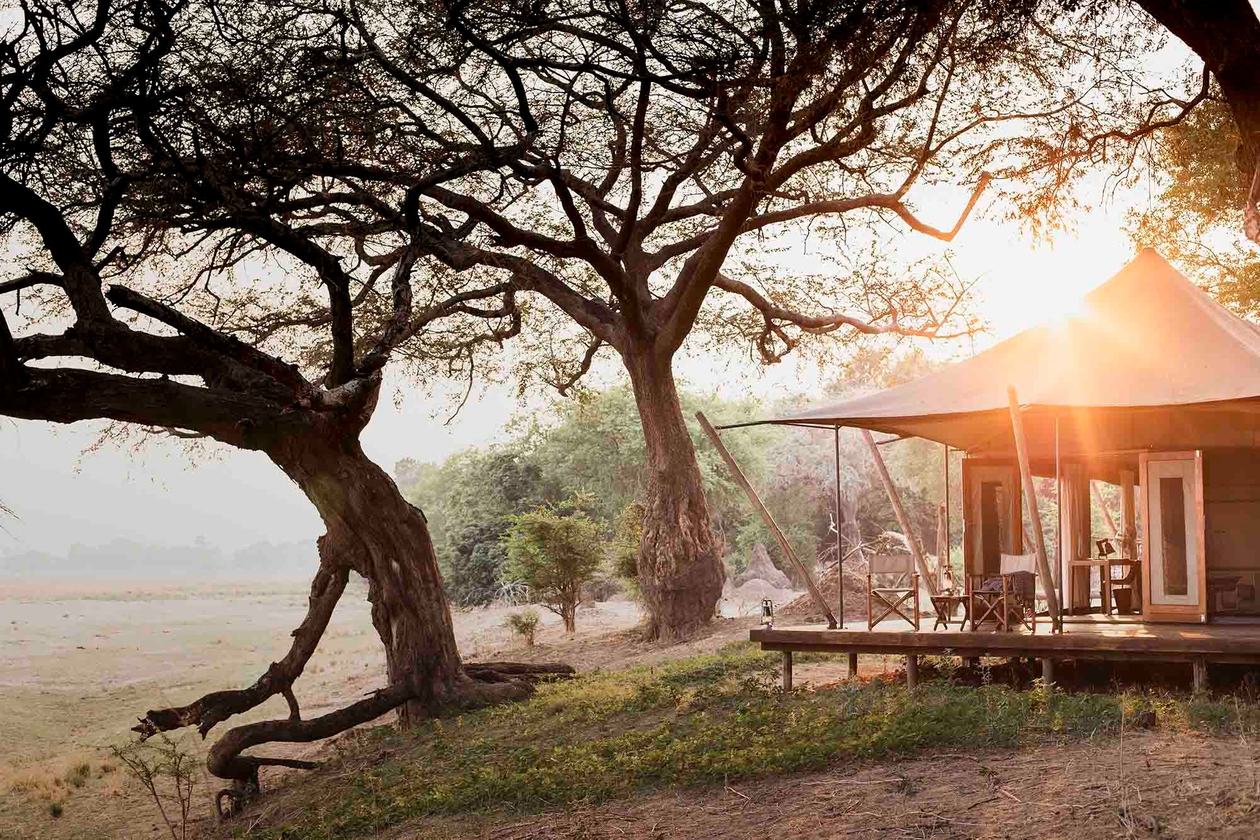 Thatched safari tent glowing at sunset beneath a winterthorn tree at Wilderness Ruckomechi, Mana Pools.