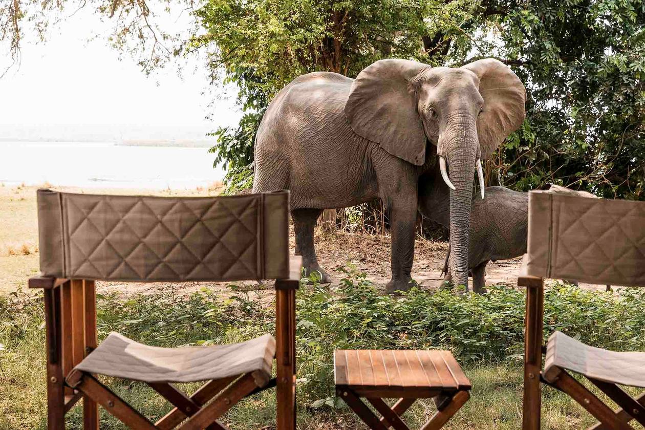 Elephant grazing beside canvas director's chairs on the deck at Wilderness Ruckomechi.