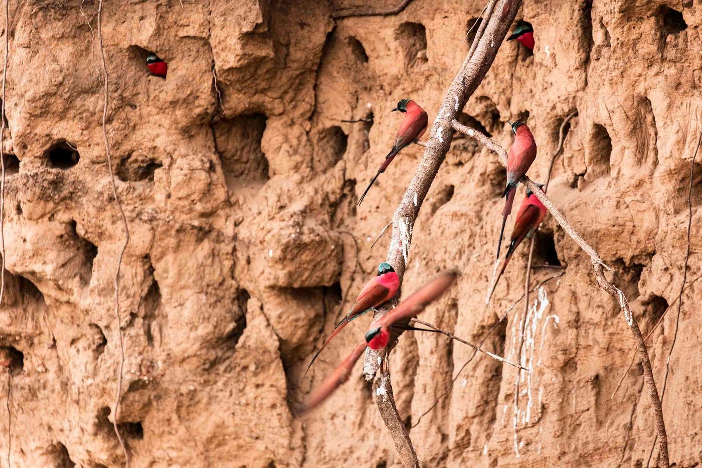 Carmine bee-eaters nesting in a sandy riverbank near Wilderness Ruckomechi.