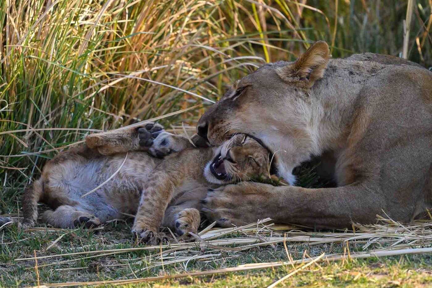 Two lions resting together in long grass near Wilderness Ruckomechi.