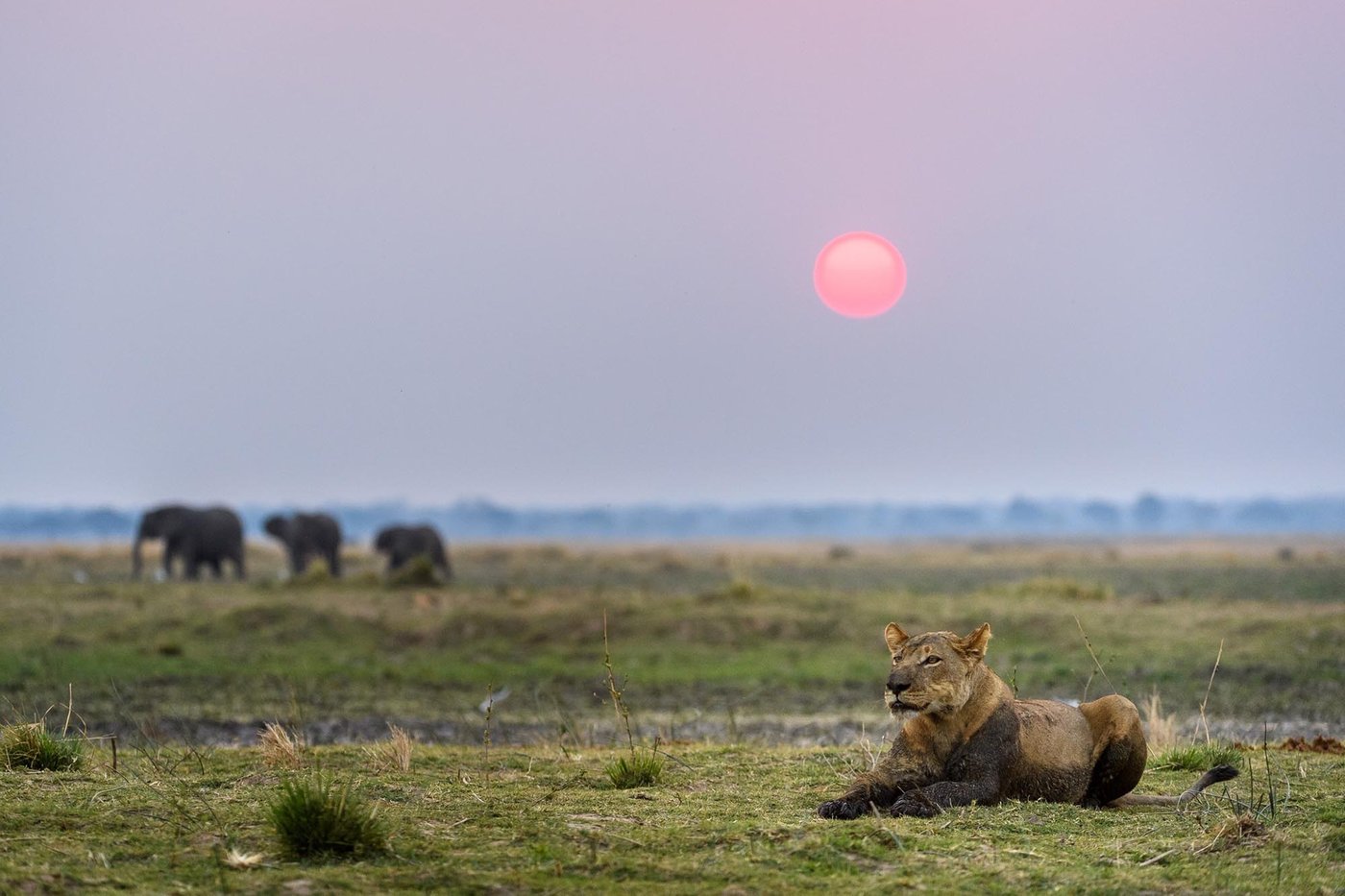 Red sunset over the floodplain grassland at Wilderness Ruckomechi.