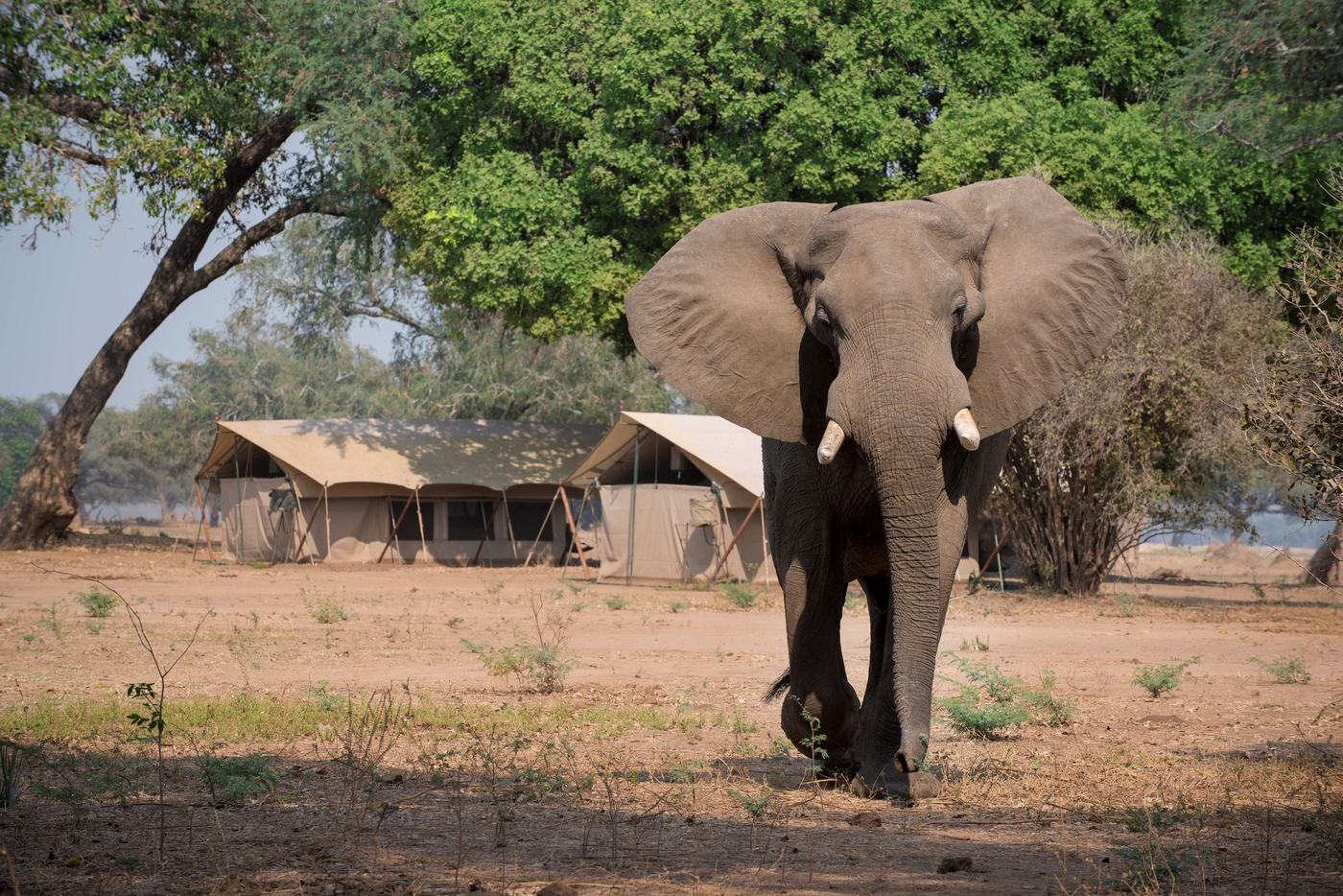 Elephant grazing beside the riverside tents at Zambezi Expeditions, Mana Pools.