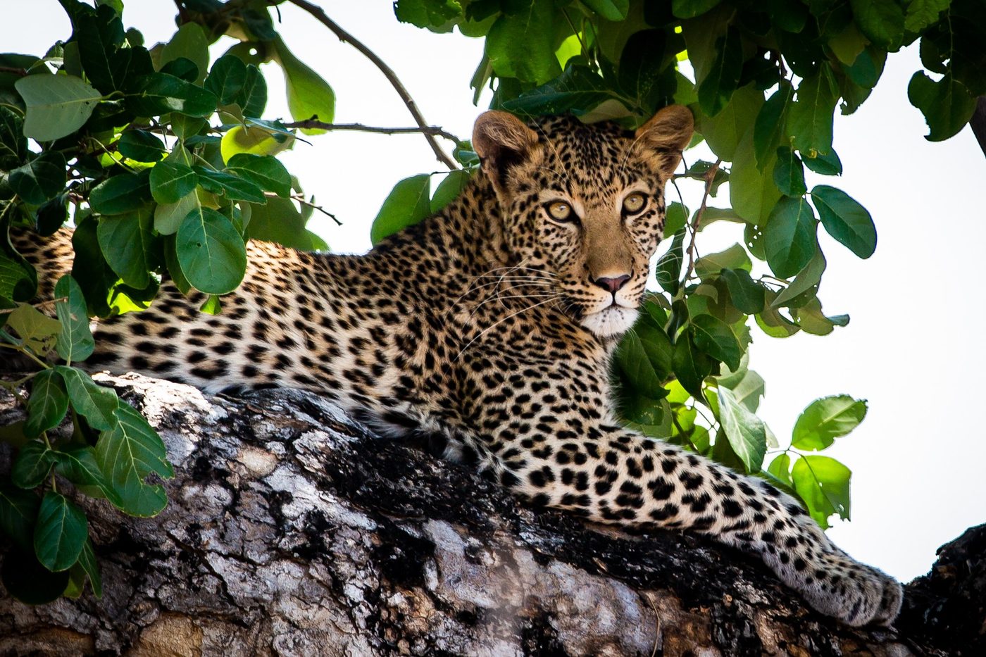Leopard resting in a riverine tree near Zambezi Expeditions.