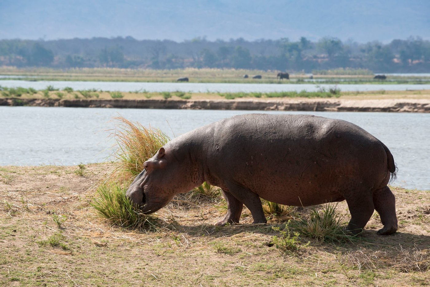 Hippo grazing on the riverbank grass near Zambezi Expeditions.
