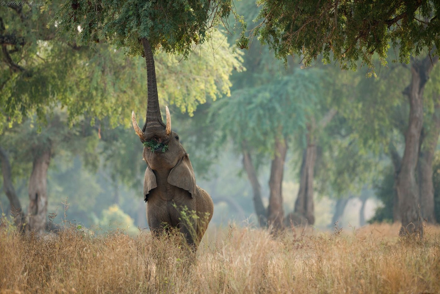 Elephant rearing up to reach tree pods near Zambezi Expeditions.