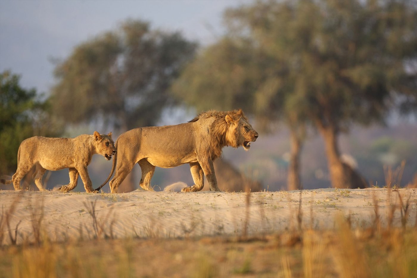 Lions walking along a Zambezi River sandbank near Zambezi Expeditions.
